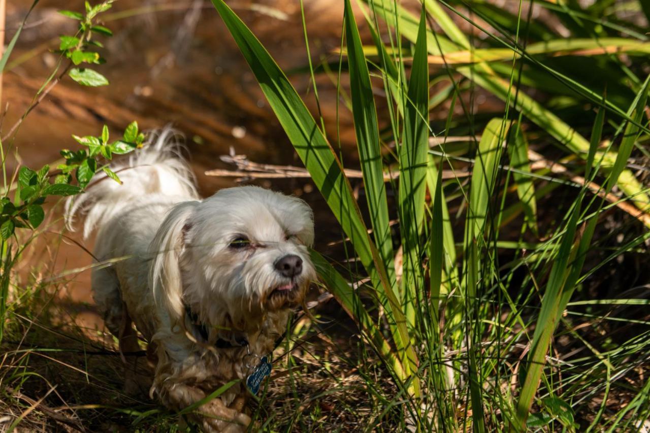 Hovea A Paradise For Dogs And A Magical Retreat For Hoomans 빌라 외부 사진