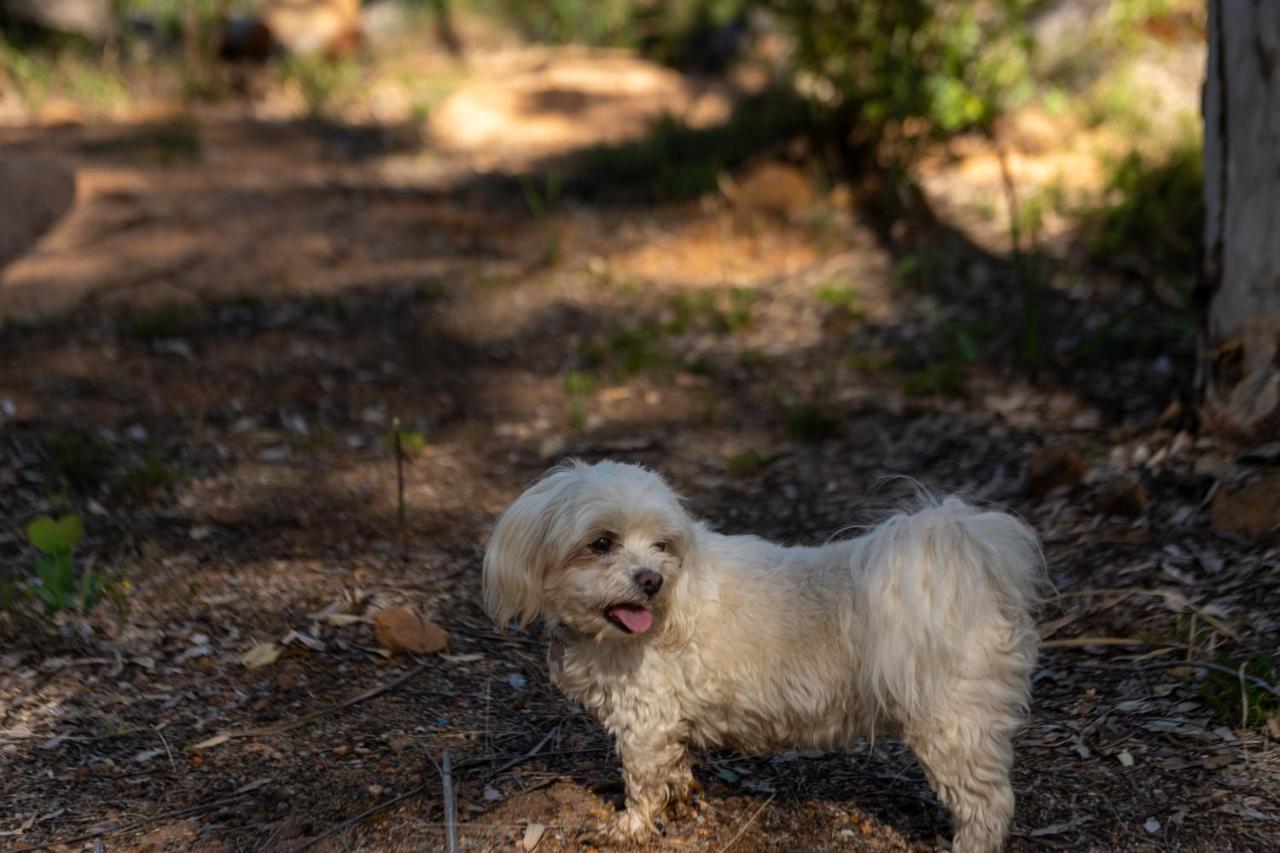 Hovea A Paradise For Dogs And A Magical Retreat For Hoomans 빌라 외부 사진