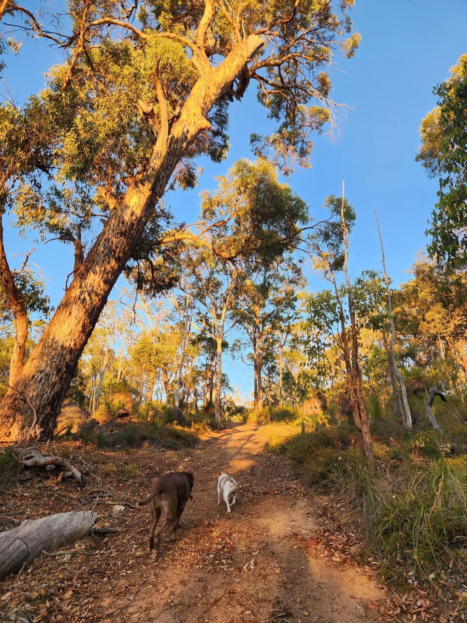 Hovea A Paradise For Dogs And A Magical Retreat For Hoomans 빌라 외부 사진