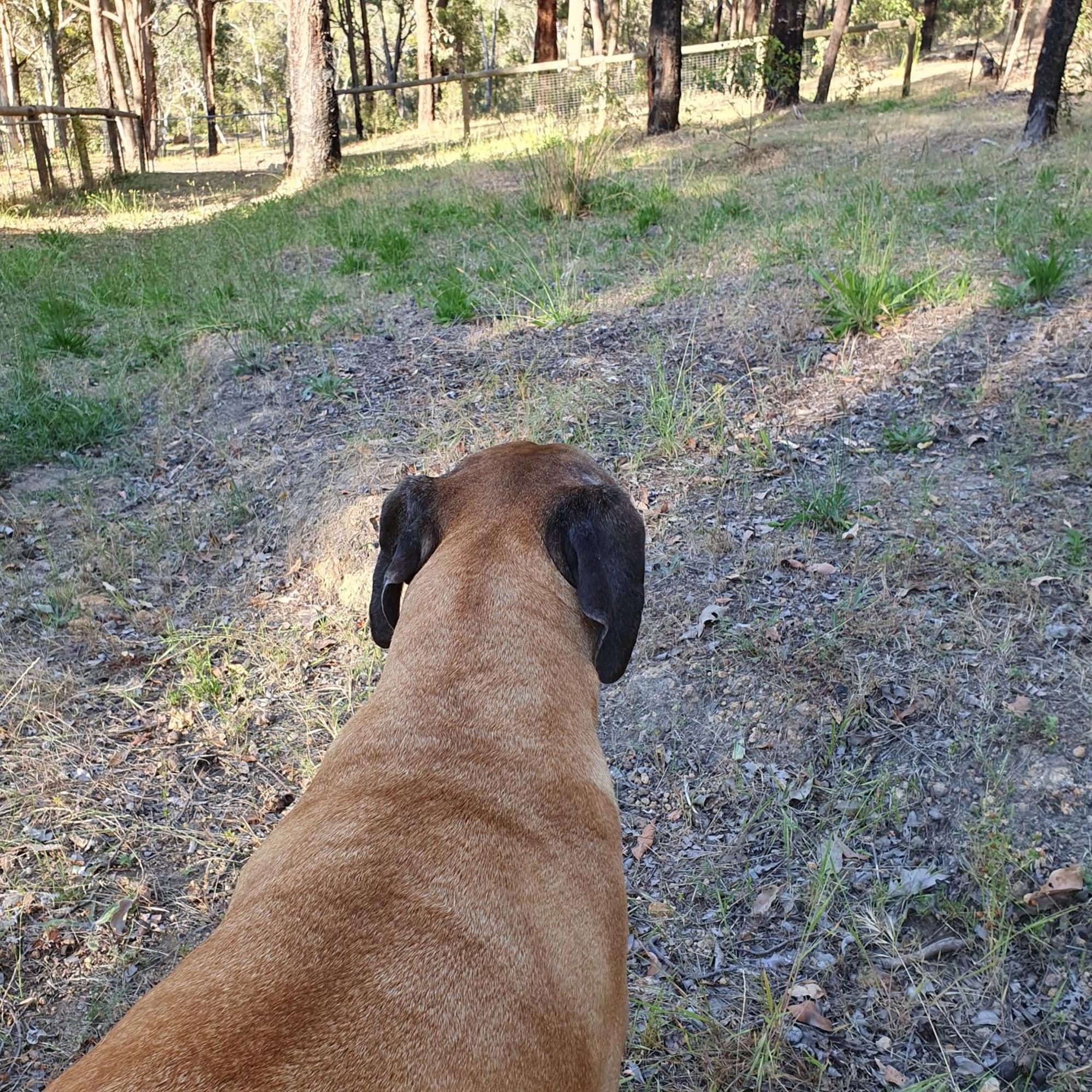 Hovea A Paradise For Dogs And A Magical Retreat For Hoomans 빌라 외부 사진