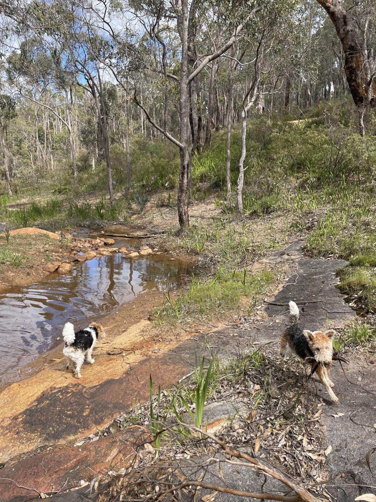 Hovea A Paradise For Dogs And A Magical Retreat For Hoomans 빌라 외부 사진